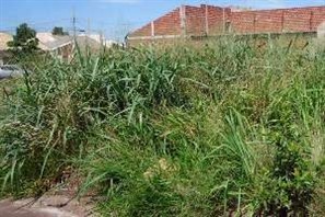 420 donos de terrenos com mato alto e criadouros do mosquito da dengue já foram notificados este mês pela Prefeitura de Paranavaí